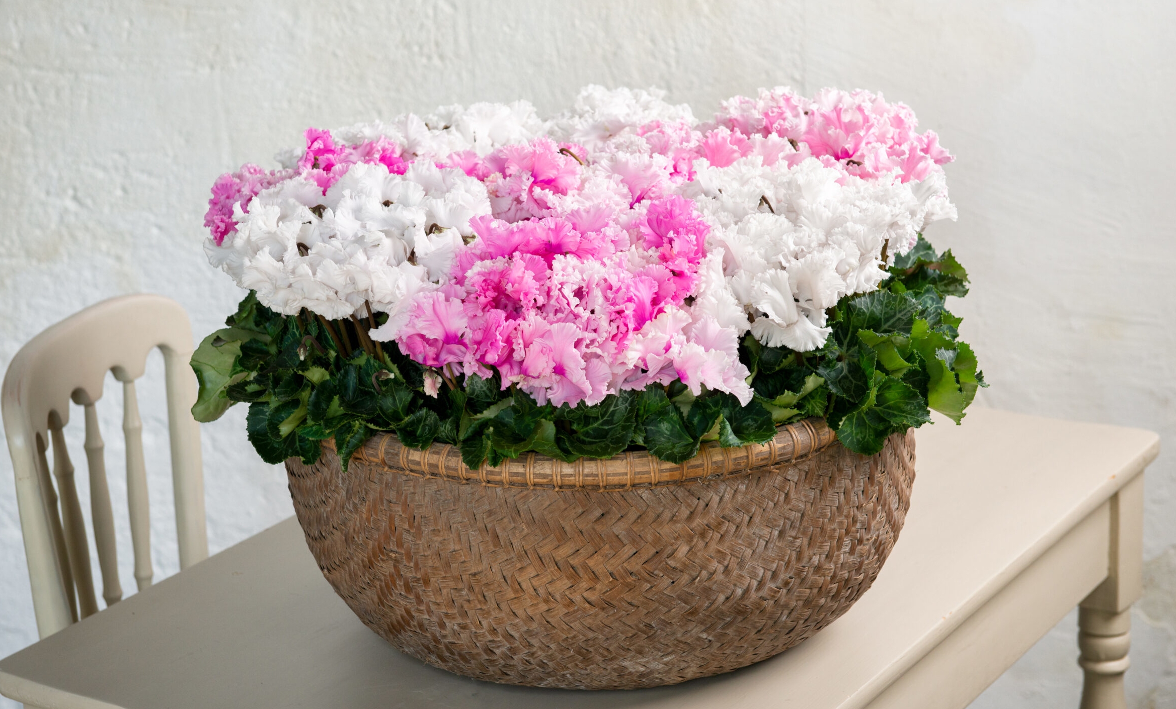 Cyclamen Merengue Variety Thumbnail2.jpg